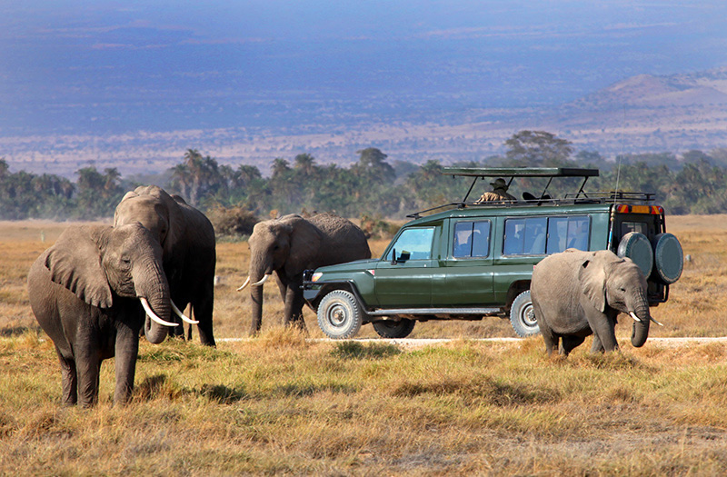 Explore the wild in Maasai Mara Kenya